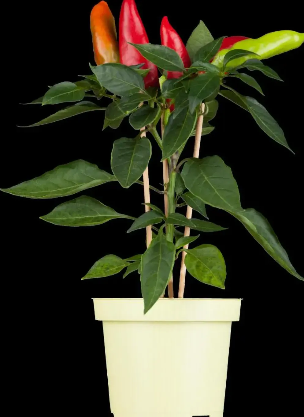 Capsicum annuum (Peper)