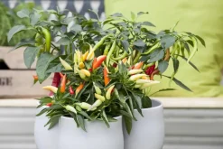 Capsicum annuum (Peper)