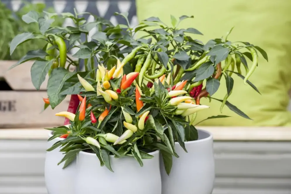 Capsicum annuum (Peper)