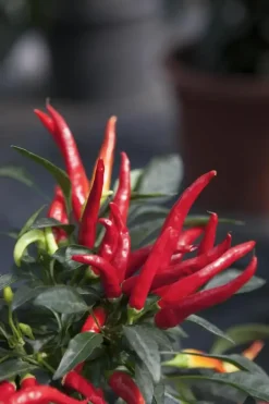Capsicum annuum (Peper)