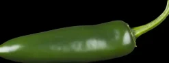 Capsicum annuum (Peper)