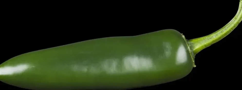 Capsicum annuum (Peper)