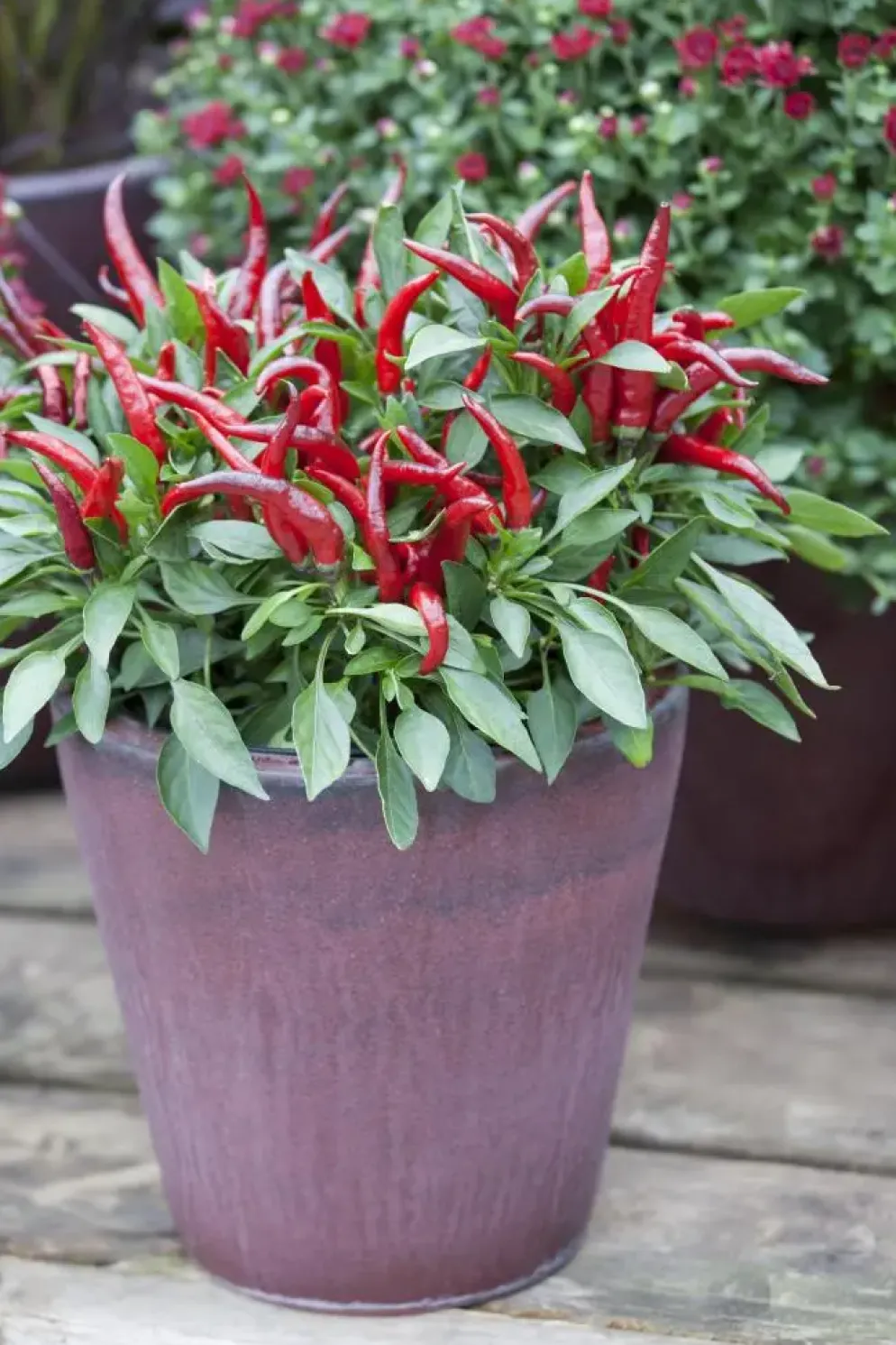 Capsicum annuum (Peper)