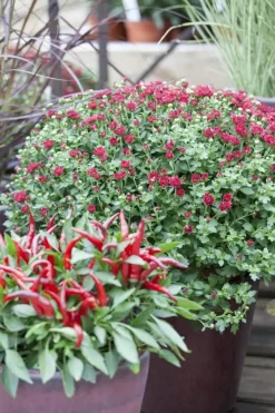 Capsicum annuum (Peper)