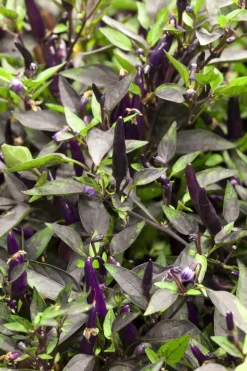 Capsicum annuum (Peper)