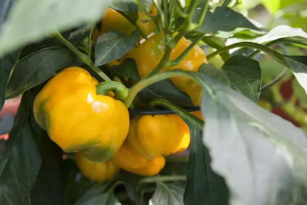 Capsicum annuum (Peper)