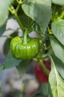 Capsicum annuum (Peper)