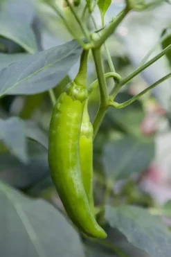 Capsicum annuum (Peper)