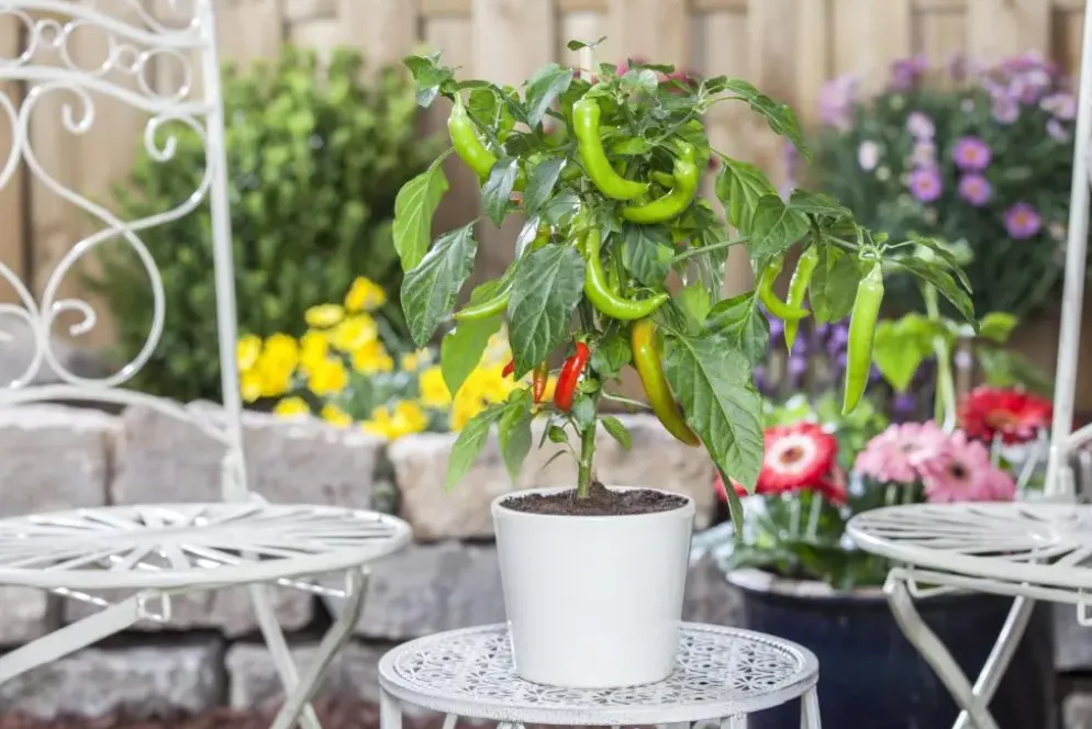 Capsicum annuum (Peper)