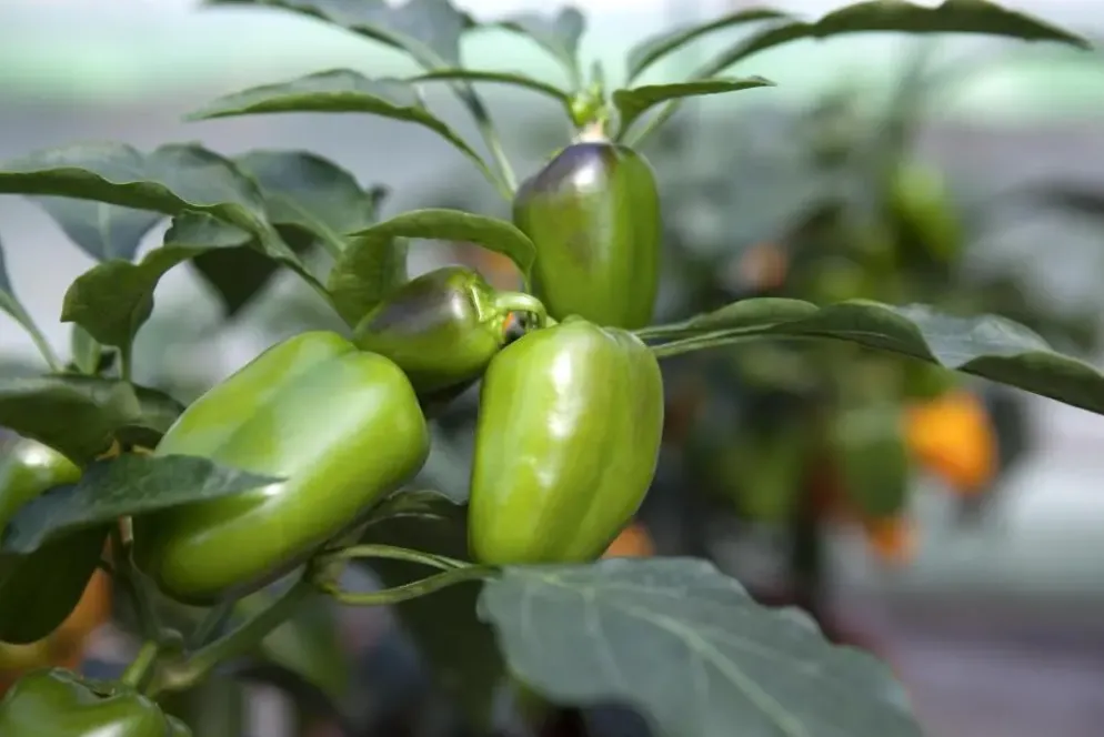 Capsicum annuum (Peper)