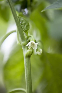 Capsicum annuum (Peper)