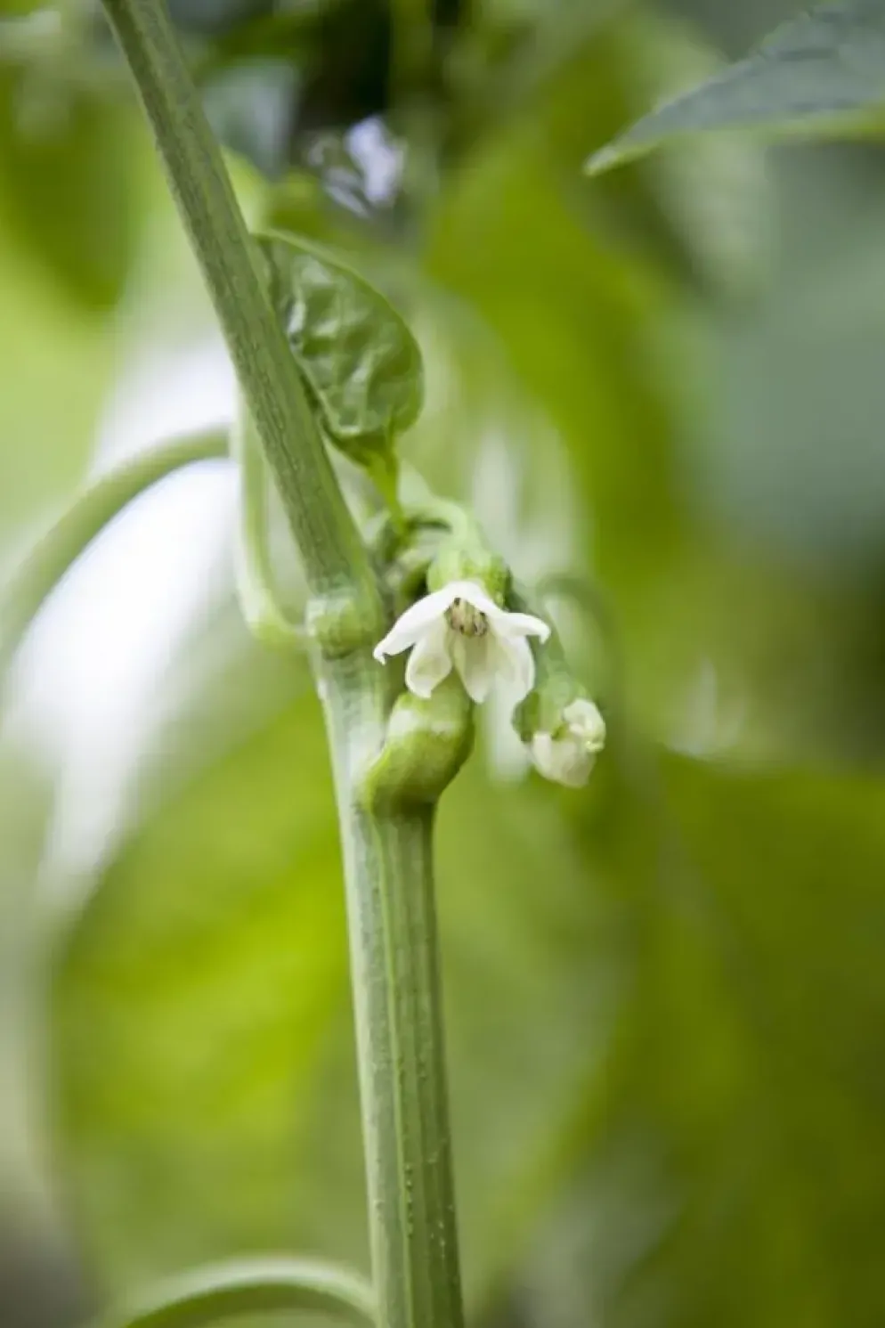 Capsicum annuum (Peper)
