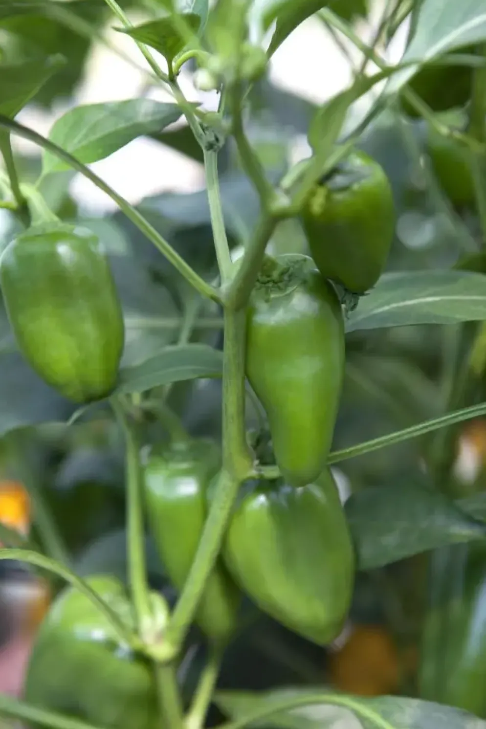 Capsicum annuum (Peper)