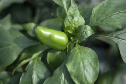 Capsicum annuum (Peper)