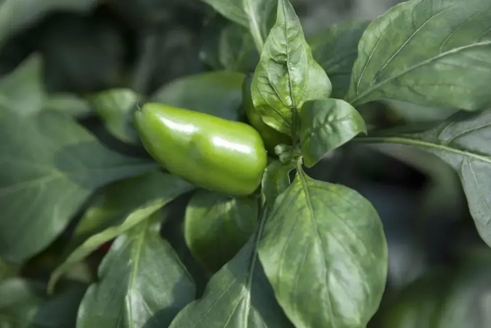 Capsicum annuum (Peper)