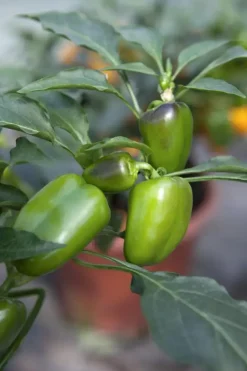 Capsicum annuum (Peper)