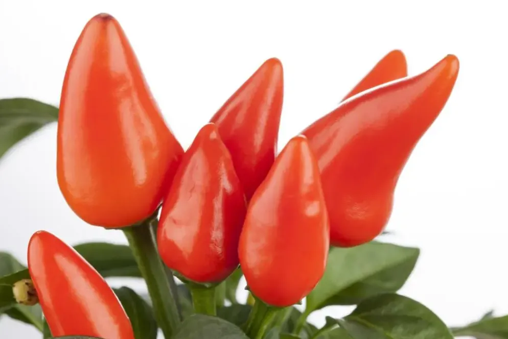 Capsicum annuum (Peper)
