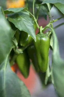 Capsicum annuum (Peper)