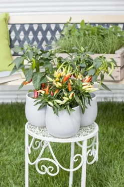 Capsicum annuum (Peper)