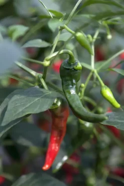 Capsicum annuum (Peper)