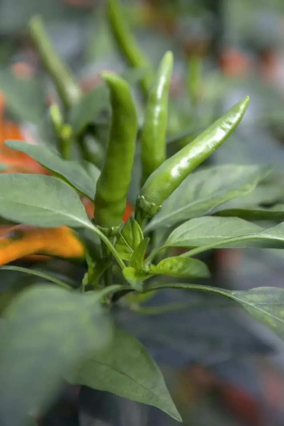 Capsicum annuum (Peper)