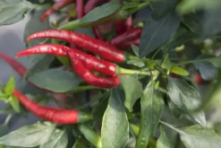 Capsicum annuum (Peper)