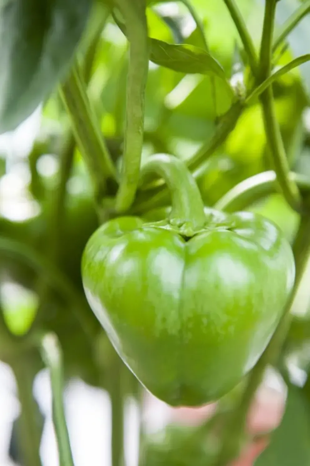 Capsicum annuum (Peper)