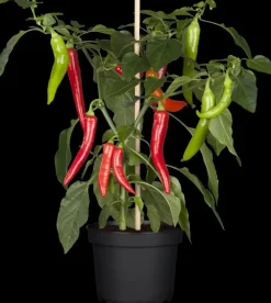 Capsicum annuum (Peper)