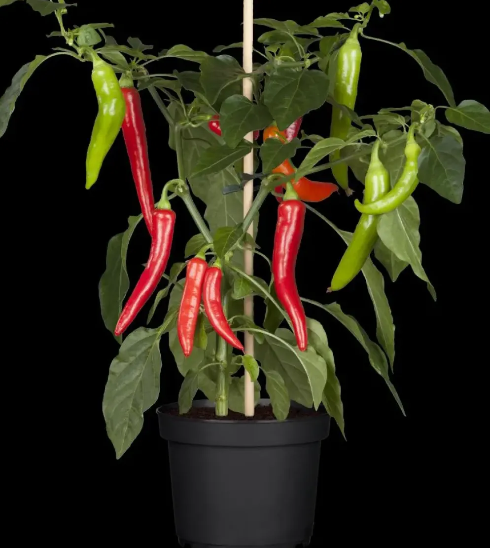 Capsicum annuum (Peper)