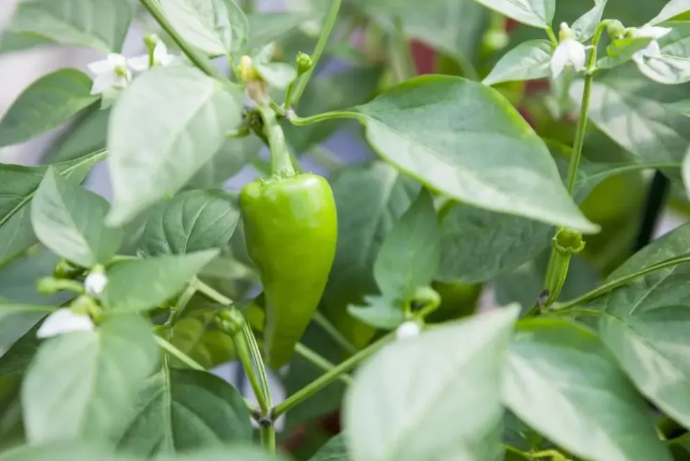 Capsicum annuum (Peper)