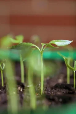 Capsicum annuum (Peper)