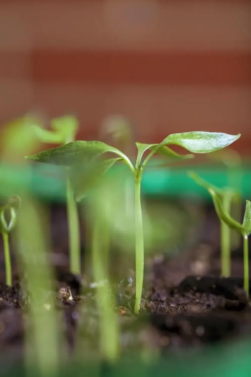 Capsicum annuum (Peper)