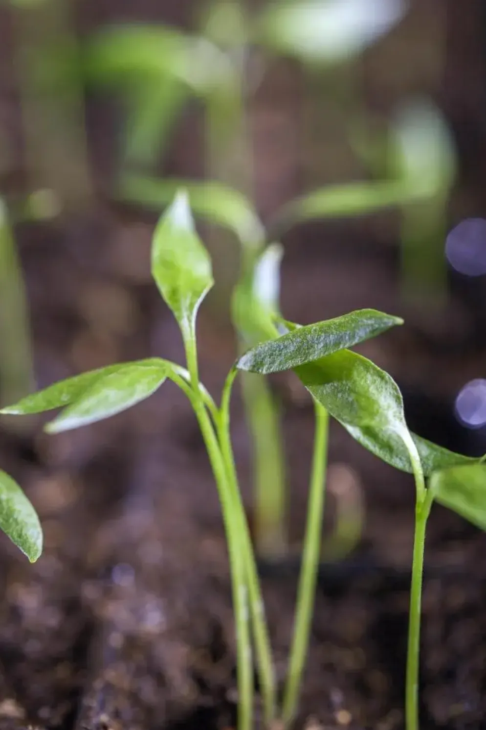 Capsicum annuum (Peper)
