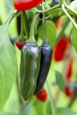 Capsicum annuum (Peper)