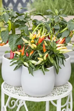 Capsicum annuum (Peper)