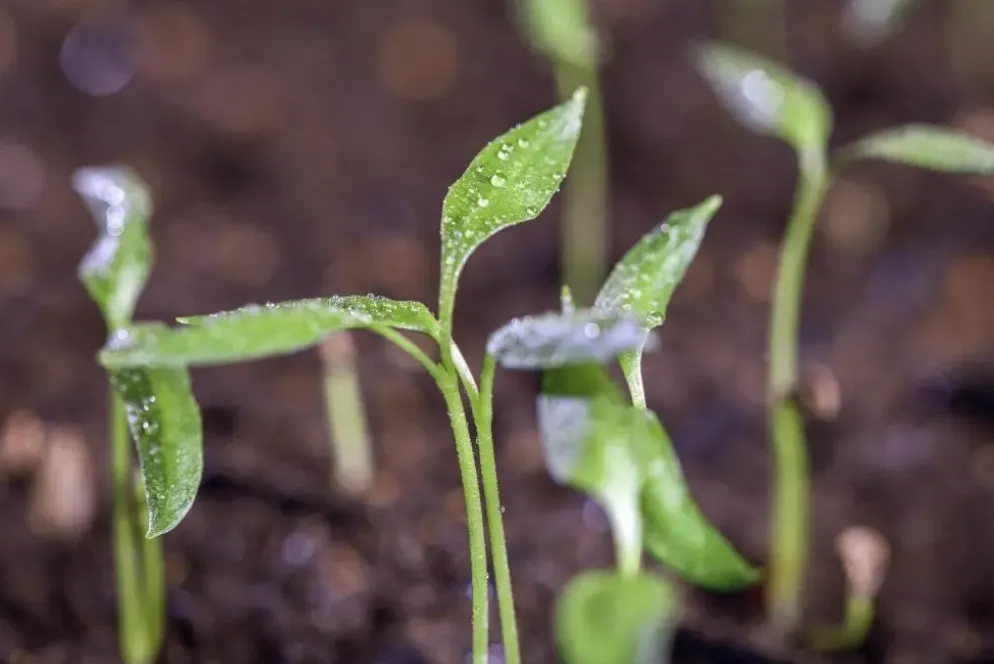 Capsicum annuum (Peper)