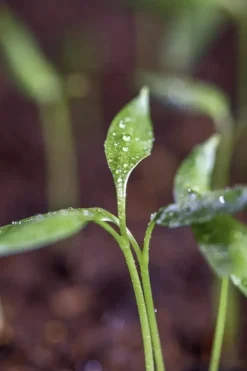 Capsicum annuum (Peper)