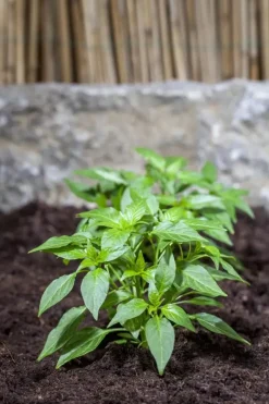 Capsicum annuum (Peper)
