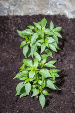 Capsicum annuum (Peper)
