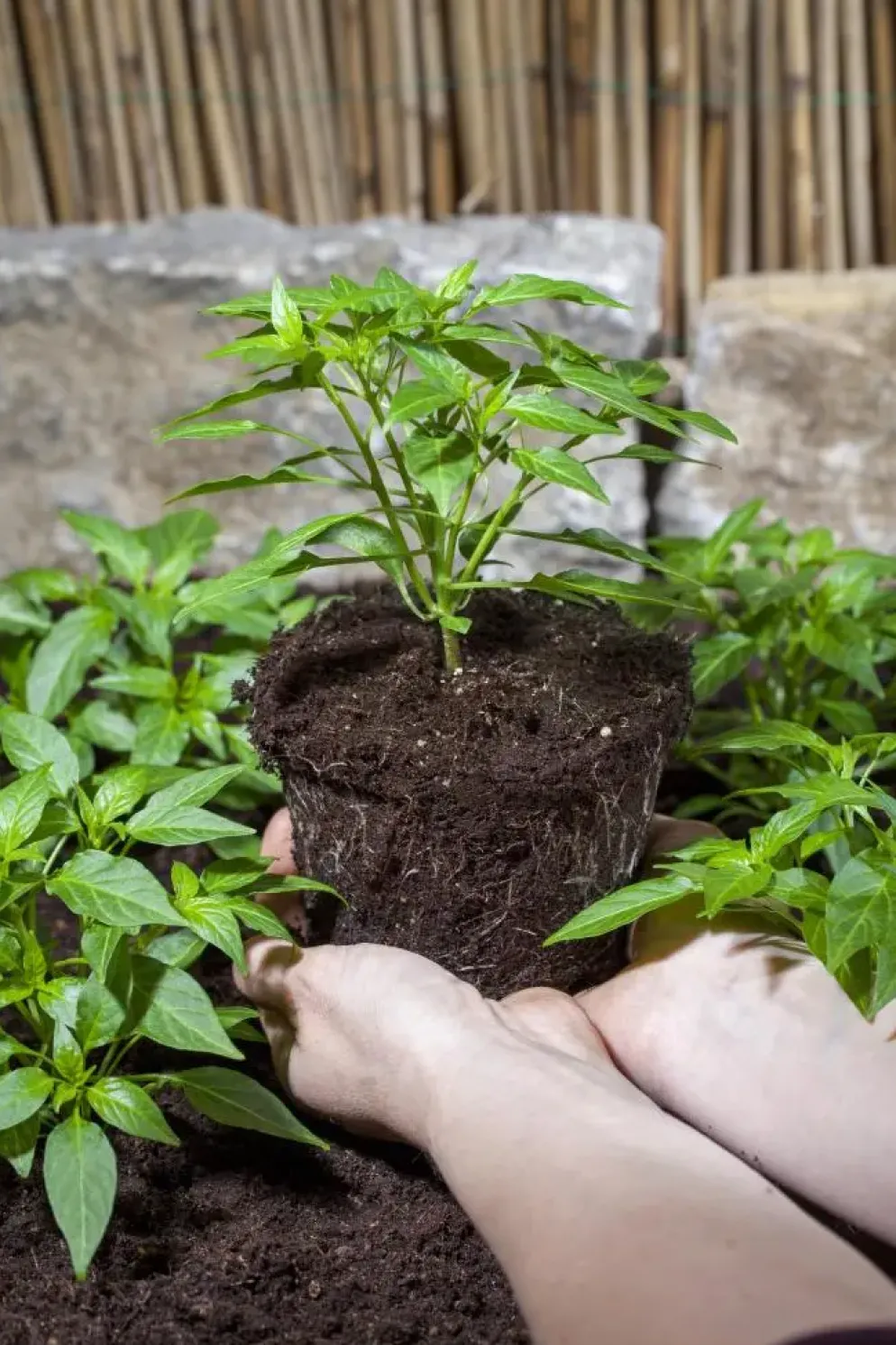 Capsicum annuum (Peper)
