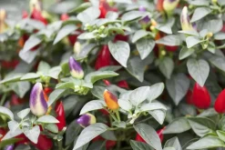 Capsicum annuum (Peper)