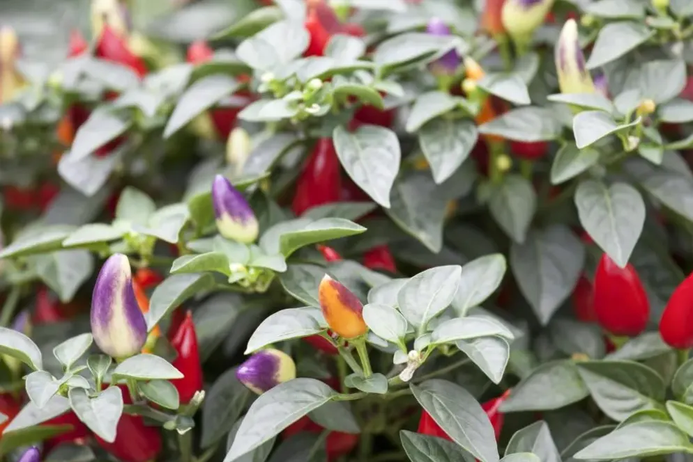 Capsicum annuum (Peper)