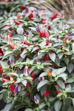 Capsicum annuum (Peper)