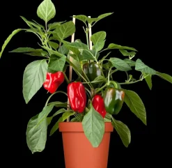 Capsicum annuum (Peper)