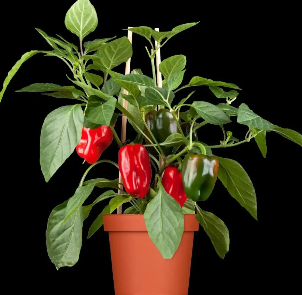 Capsicum annuum (Peper)