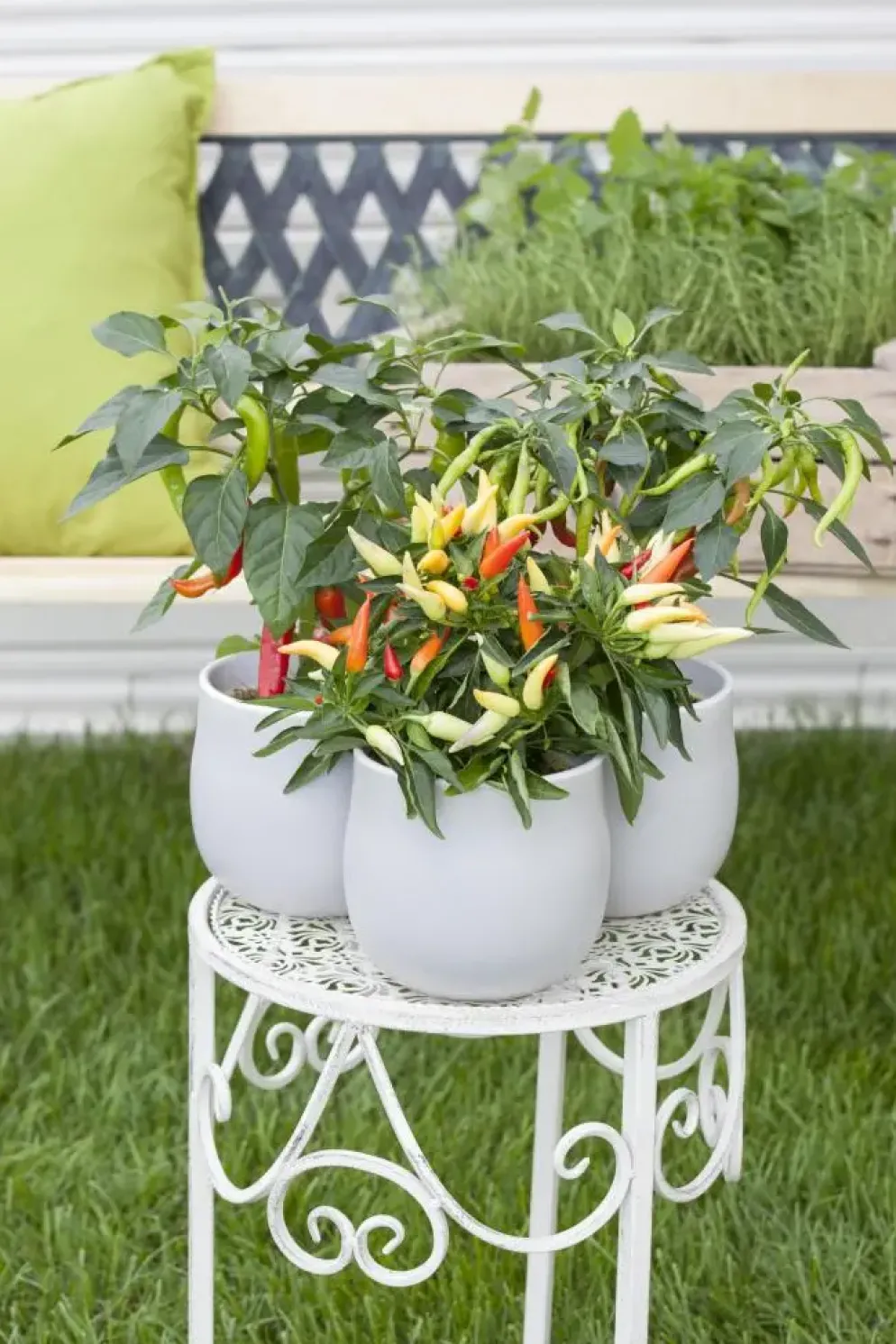 Capsicum annuum (Peper)