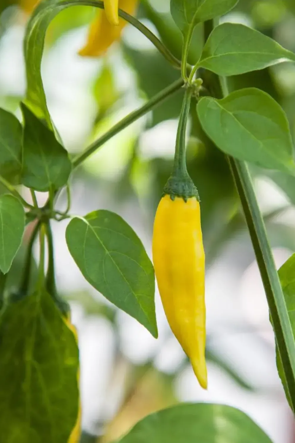 Capsicum annuum (Peper)