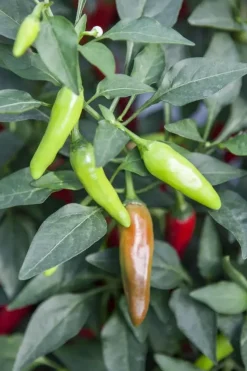 Capsicum annuum (Peper)