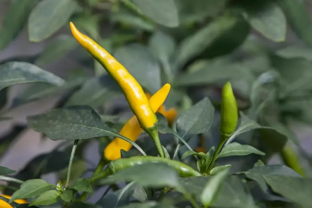 Capsicum annuum (Peper)