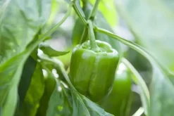 Capsicum annuum (Peper)